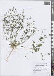 Polycarpaea spicata Arn., South Asia, South Asia (Asia outside ex-Soviet states and Mongolia) (ASIA) (Yemen)