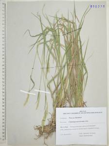 Calamagrostis korotkyi Litv., Siberia, Russian Far East (S6) (Russia)