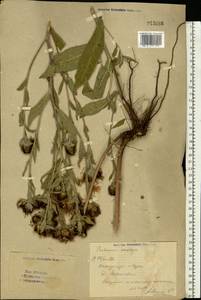 Centaurea stenolepis A. Kern., Eastern Europe, Eastern region (E10) (Russia)