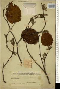 Corylus avellana L., Caucasus, Azerbaijan (K6) (Azerbaijan)