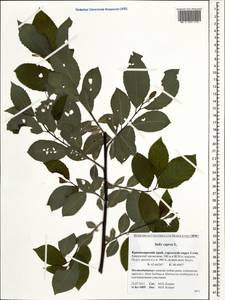 Salix caprea L., Caucasus, Krasnodar Krai & Adygea (K1a) (Russia)