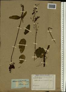 Verbascum phoeniceum L., Eastern Europe, South Ukrainian region (E12) (Ukraine)