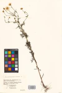 Tripleurospermum inodorum (L.) Sch.-Bip, Eastern Europe, Belarus (E3a) (Belarus)