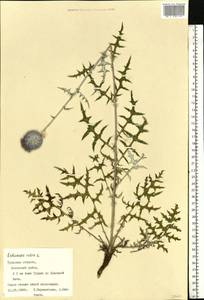 Echinops ritro subsp. ruthenicus (M. Bieb.) Nyman, Eastern Europe, Central region (E4) (Russia)