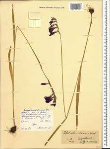 Gladiolus tenuis M.Bieb., Caucasus, North Ossetia, Ingushetia & Chechnya (K1c) (Russia)