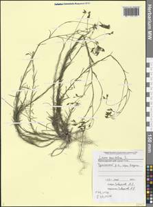 Linum tenuifolium L., Caucasus, Black Sea Shore (from Novorossiysk to Adler) (K3) (Russia)