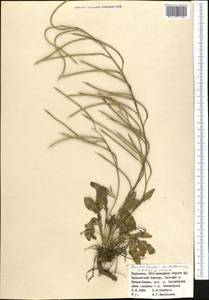 Pseudoclausia turkestanica (Lipsky) A.N. Vassiljeva, Middle Asia, Northern & Central Tian Shan (M4) (Kyrgyzstan)