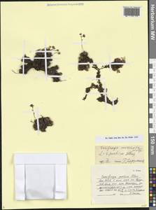 Saxifraga moschata Wulfen, Caucasus, Dagestan (K2) (Russia)