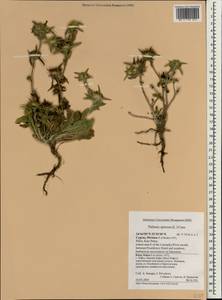 Pallenis spinosa (L.) Cass., South Asia, South Asia (Asia outside ex-Soviet states and Mongolia) (ASIA) (Cyprus)