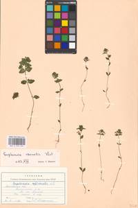 Euphrasia ×vernalis List, Eastern Europe, Moscow region (E4a) (Russia)