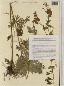 Aconitum variegatum L., Western Europe (EUR) (Poland)