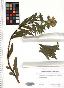 SMR001269, Euphorbia semivillosa (Prokh.) Krylov, Eastern Europe, Middle Volga region (E8) (Russia)