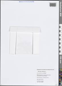 Heracleum sphondylium subsp. sibiricum (L.) Simonk., Eastern Europe, Moscow region (E4a) (Russia)