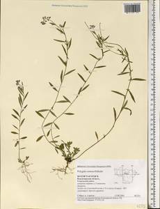 Polygala comosa Schkuhr, Eastern Europe, Central region (E4) (Russia)