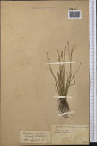 Eleocharis oxylepis (Meinsh.) B.Fedtsch., Middle Asia, Northern & Central Kazakhstan (M10) (Kazakhstan)