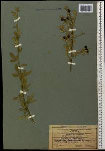 Chrysojasminum fruticans (L.) Banfi, Caucasus, Azerbaijan (K6) (Azerbaijan)
