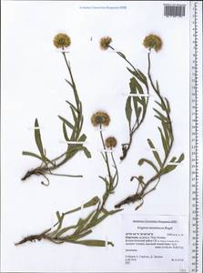 Erigeron aurantiacus Regel, Middle Asia, Northern & Central Tian Shan (M4) (Kyrgyzstan)