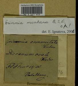 Grimmia montana Bruch & Schimp., Bryophytes, Bryophytes - Western Europe (BEu) (Germany)