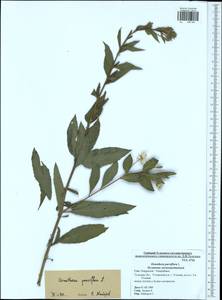 Oenothera parviflora L., Eastern Europe, Central region (E4) (Russia)