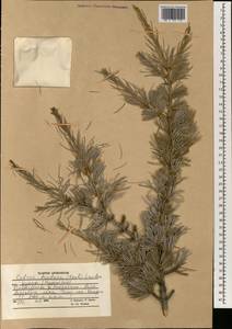 Cedrus deodara (Lamb.) G. Don, South Asia, South Asia (Asia outside ex-Soviet states and Mongolia) (ASIA) (Afghanistan)