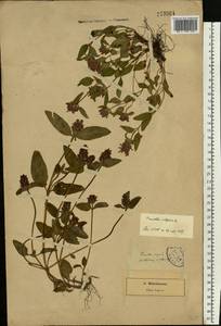 Prunella vulgaris L., Eastern Europe, North-Western region (E2) (Russia)