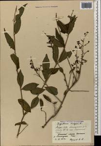 Ligustrum vulgare L., Caucasus, Azerbaijan (K6) (Azerbaijan)