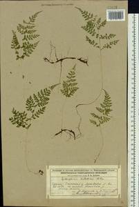 Cystopteris sudetica A.Braun & Milde, Eastern Europe, Volga-Kama region (E7) (Russia)