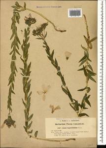 Linum hypericifolium Salisb., Caucasus, Turkish Caucasus (NE Turkey) (K7) (Turkey)