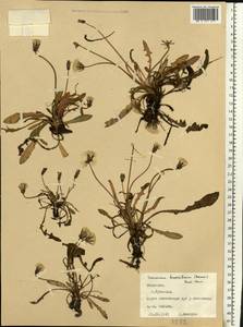 Taraxacum bessarabicum (Hornem.) Hand.-Mazz., Eastern Europe, Middle Volga region (E8) (Russia)