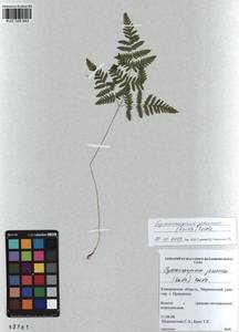 Gymnocarpium jessoense, Siberia, Altai & Sayany Mountains (S2) (Russia)