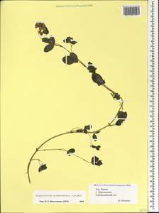 Argyrolobium biebersteinii P.W.Ball, Caucasus, Krasnodar Krai & Adygea (K1a) (Russia)