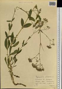 Gypsophila altissima L., Siberia, Altai & Sayany Mountains (S2) (Russia)