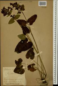 Betonica macrantha K.Koch, Caucasus, Stavropol Krai, Karachay-Cherkessia & Kabardino-Balkaria (K1b) (Russia)
