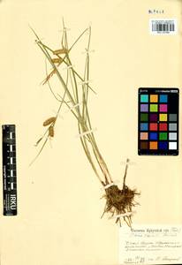 Carex vesicata Meinsh., Siberia, Baikal & Transbaikal region (S4) (Russia)