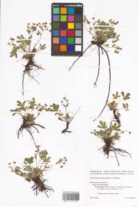 Potentilla humifusa Willd. ex D. F. K. Schltdl., Eastern Europe, Central forest-and-steppe region (E6) (Russia)