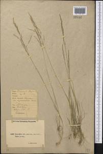 Puccinellia distans (Jacq.) Parl., Middle Asia, Northern & Central Kazakhstan (M10) (Kazakhstan)