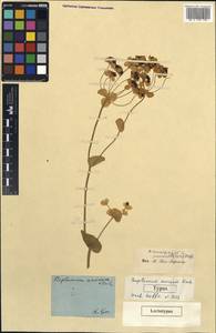 Bupleurum aureum Fisch., Botanic gardens and arboreta (GARD)