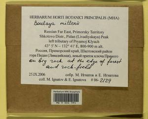 Boulaya mittenii (Broth.) Cardot, Bryophytes, Bryophytes - Russian Far East (excl. Chukotka & Kamchatka) (B20) (Russia)