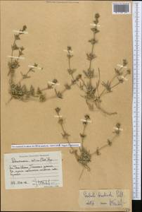 Pyankovia brachiata (Pall.) Akhani & Roalson, Middle Asia, Western Tian Shan & Karatau (M3) (Kyrgyzstan)