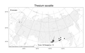 Thesium saxatile Turcz., Atlas of the Russian Flora (FLORUS) (Russia)