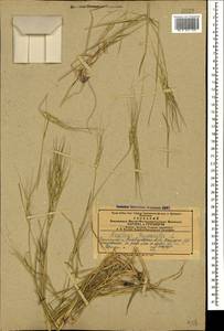 Aegilops triuncialis L., Caucasus, Azerbaijan (K6) (Azerbaijan)