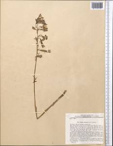 Eulophia dabia (D.Don) Hochr., Middle Asia, Pamir & Pamiro-Alai (M2) (Tajikistan)