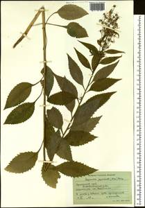Asyneuma japonicum (Miq.) Briq., Siberia, Russian Far East (S6) (Russia)