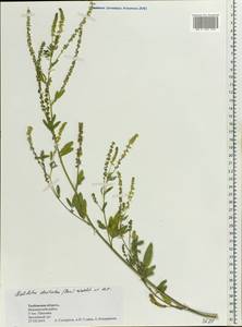 Melilotus dentatus (Waldst. & Kit.)Pers., Eastern Europe, Central forest-and-steppe region (E6) (Russia)