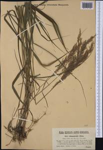 Calamagrostis villosa (Chaix) J.F.Gmel., Western Europe (EUR) (Austria)