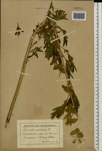 Euphorbia palustris L., Eastern Europe, Lower Volga region (E9) (Russia)