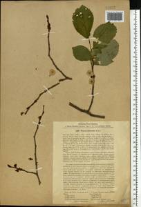 Ulmus minor subsp. minor, Eastern Europe, North Ukrainian region (E11) (Ukraine)