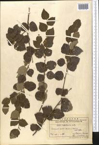 Betula tianschanica Rupr., Middle Asia, Pamir & Pamiro-Alai (M2) (Uzbekistan)
