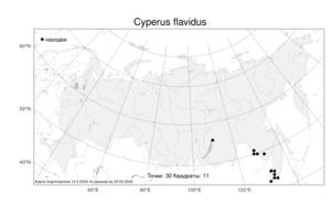Cyperus flavidus Retz., Atlas of the Russian Flora (FLORUS) (Russia)