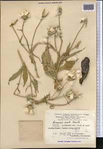 Pseudopodospermum ovatum (Trautv.) Zaika, Sukhor. & N. Kilian, Middle Asia, Karakum (M6) (Turkmenistan)